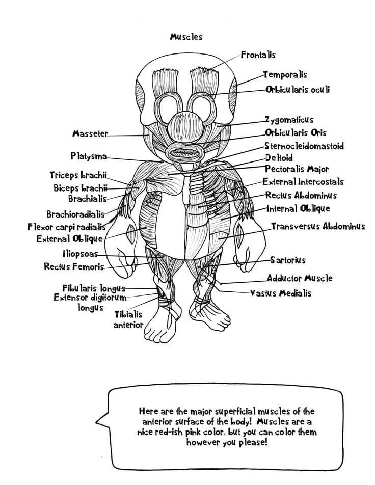 Anatomy Coloring Pages 10