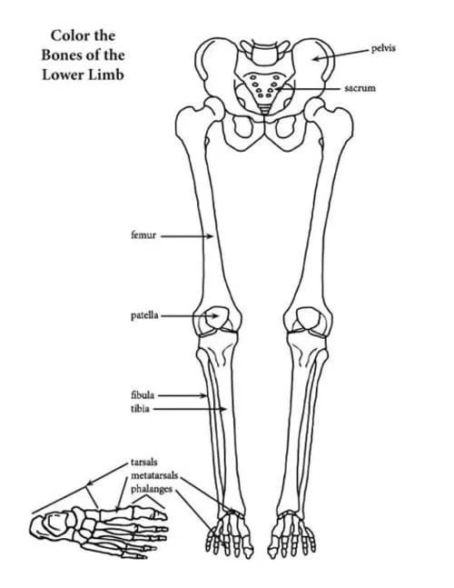 Anatomy Coloring Pages 28