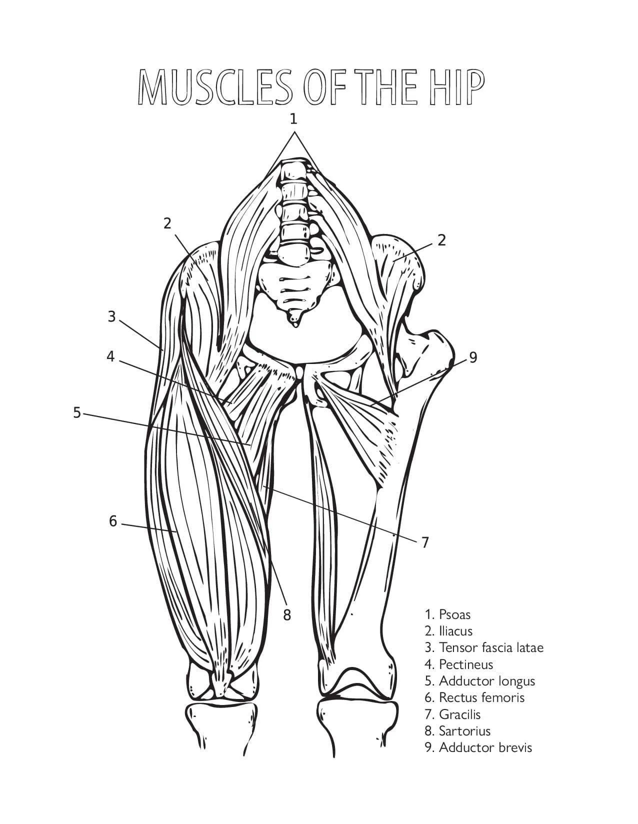 Anatomy Coloring Pages 32