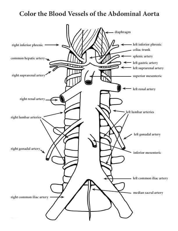Anatomy Coloring Pages 40