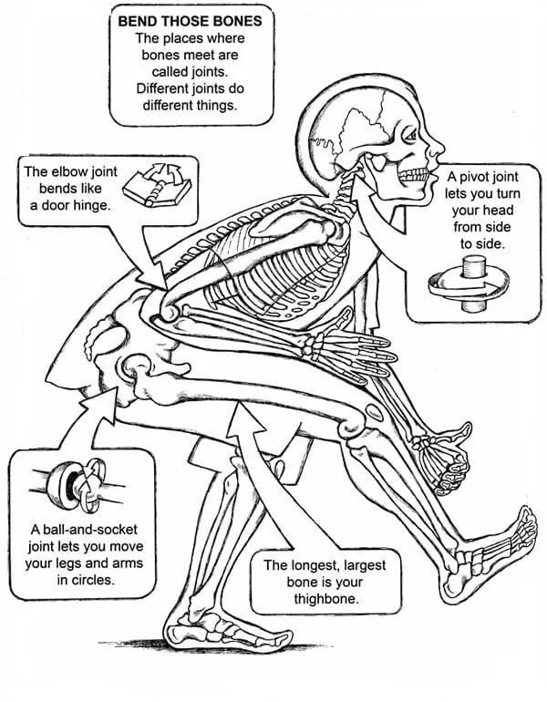 Anatomy Coloring Pages 47