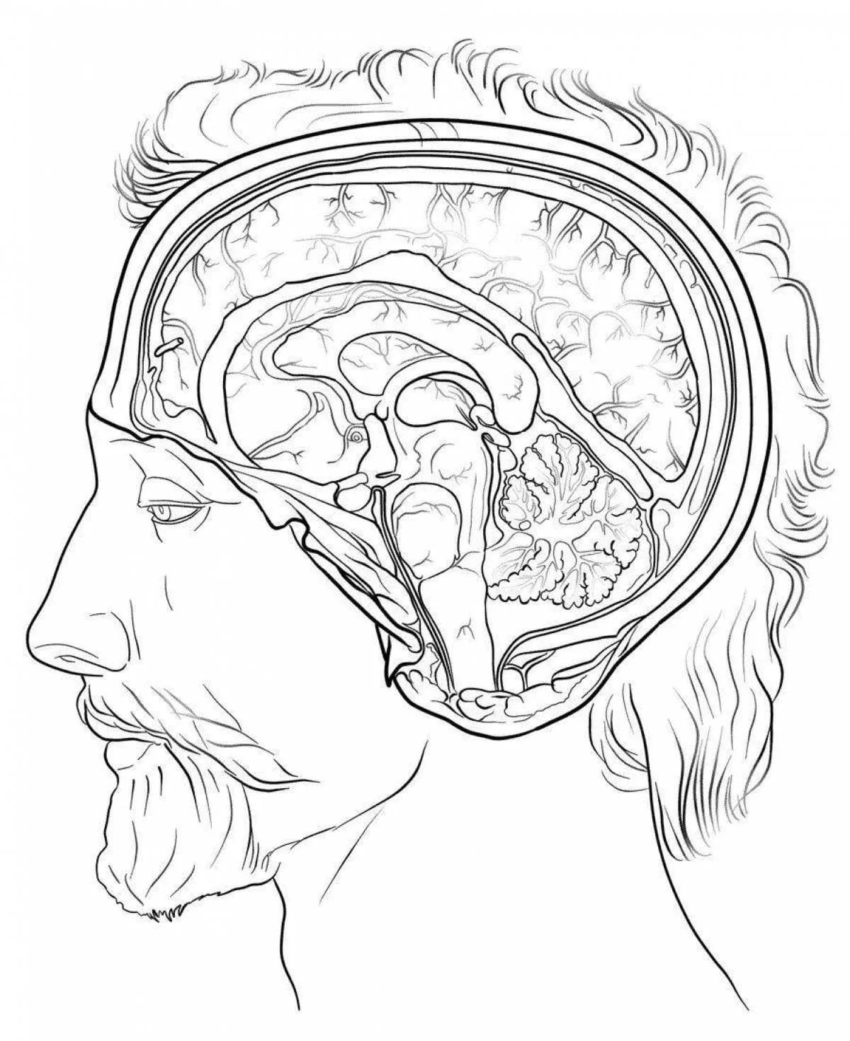 Anatomy Coloring Pages 7