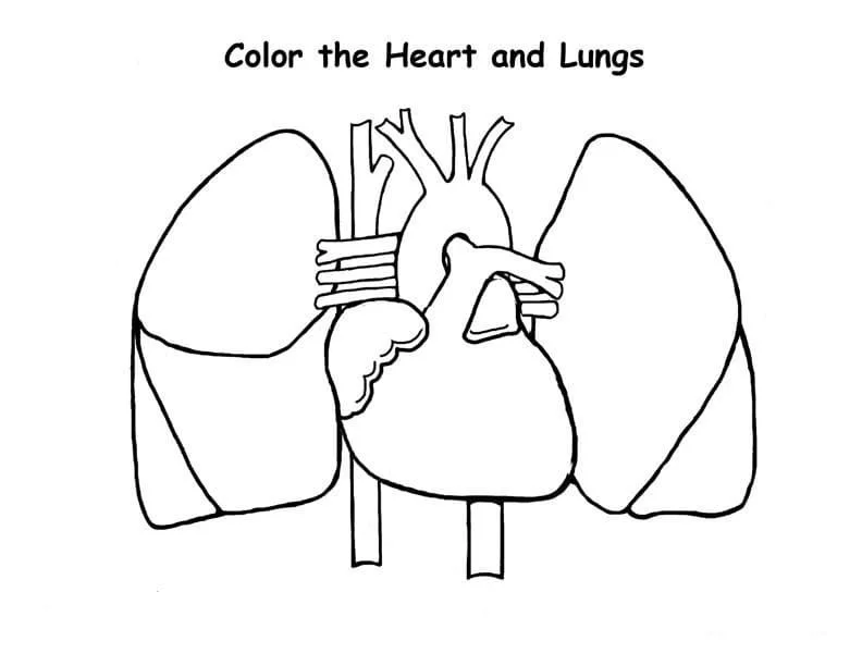 Anatomy Coloring Pages 75