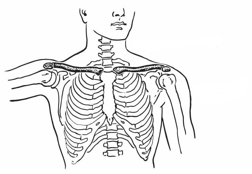 Anatomy Coloring Pages 94