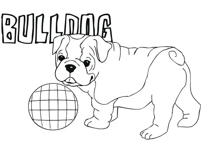 Bulldog Coloring Pages 11