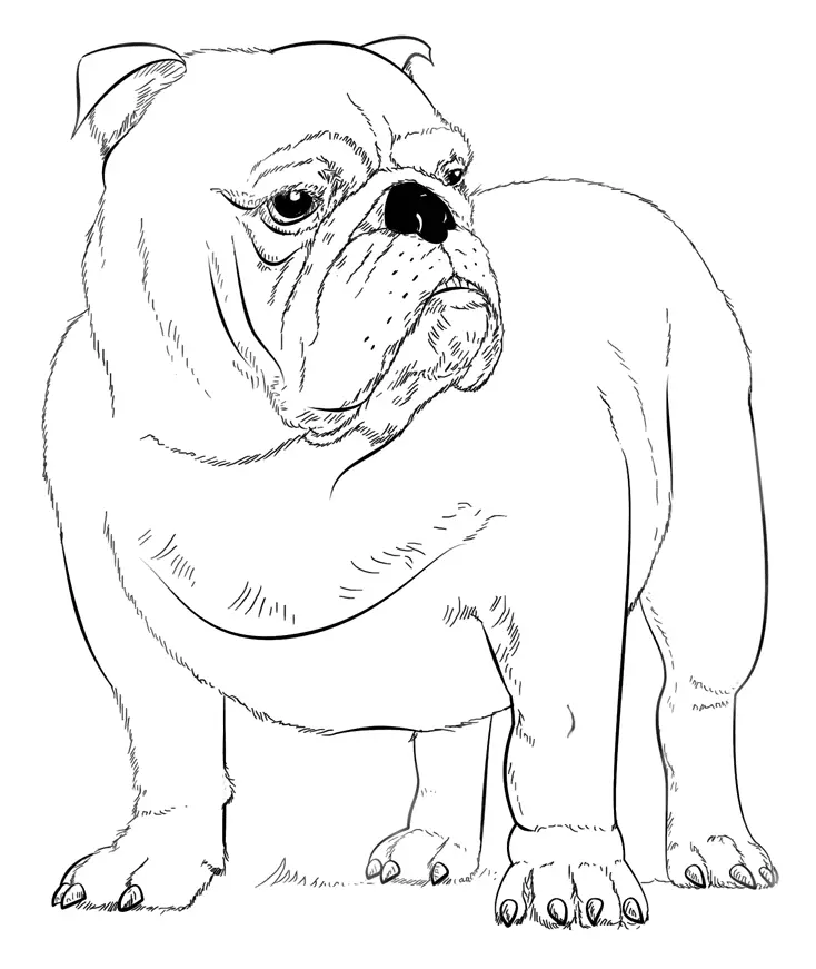Bulldog Coloring Pages 13