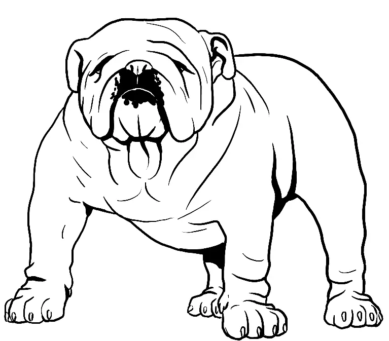 Bulldog Coloring Pages 31