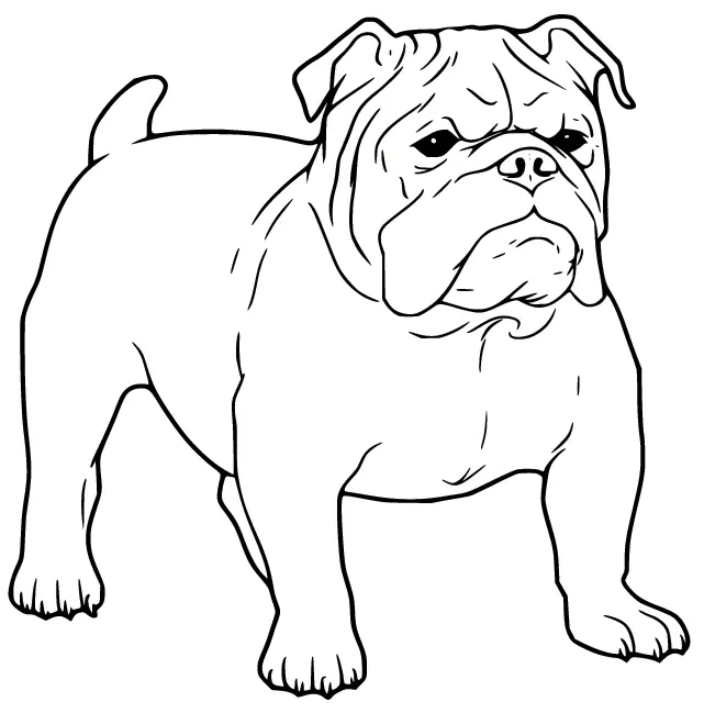 Bulldog Coloring Pages 4
