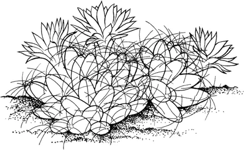 Cactus Coloring Pages 42