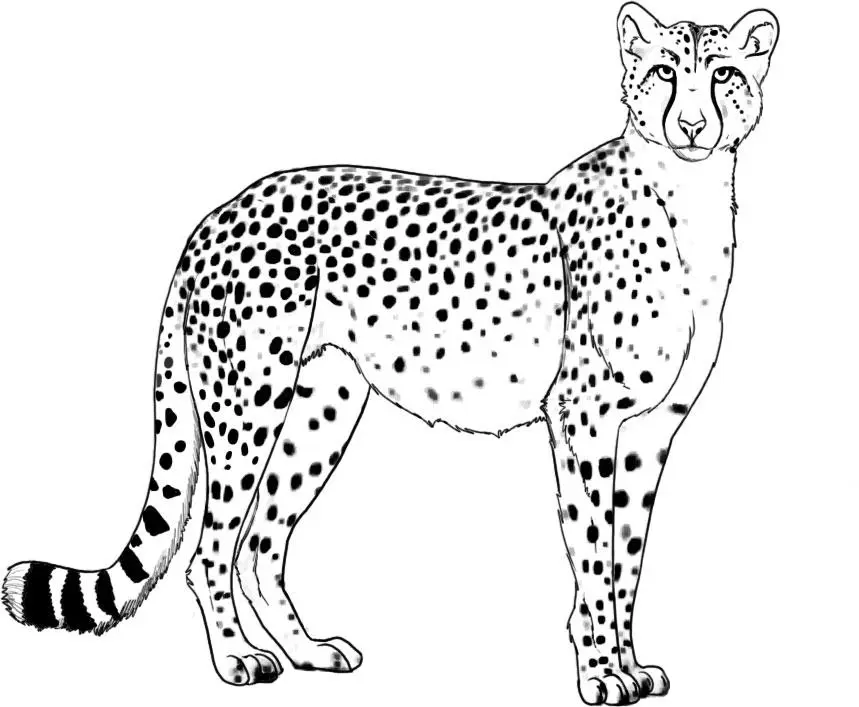 Cheetah Coloring Pages