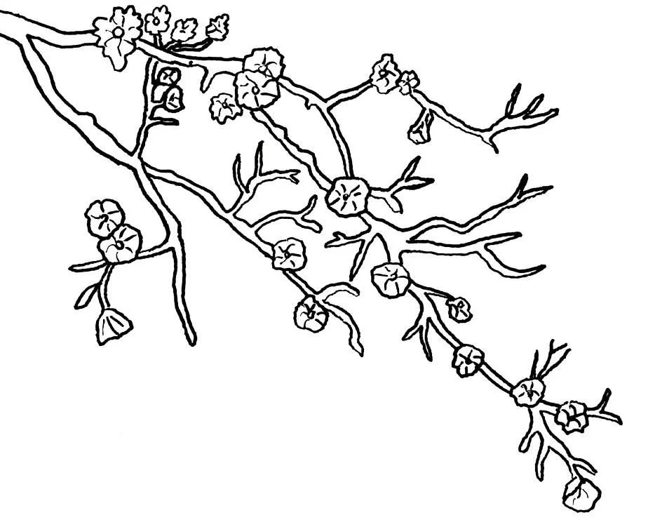 Cherry Tree Coloring Pages 10