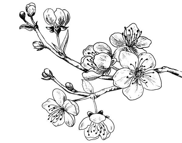 Cherry Tree Coloring Pages 13