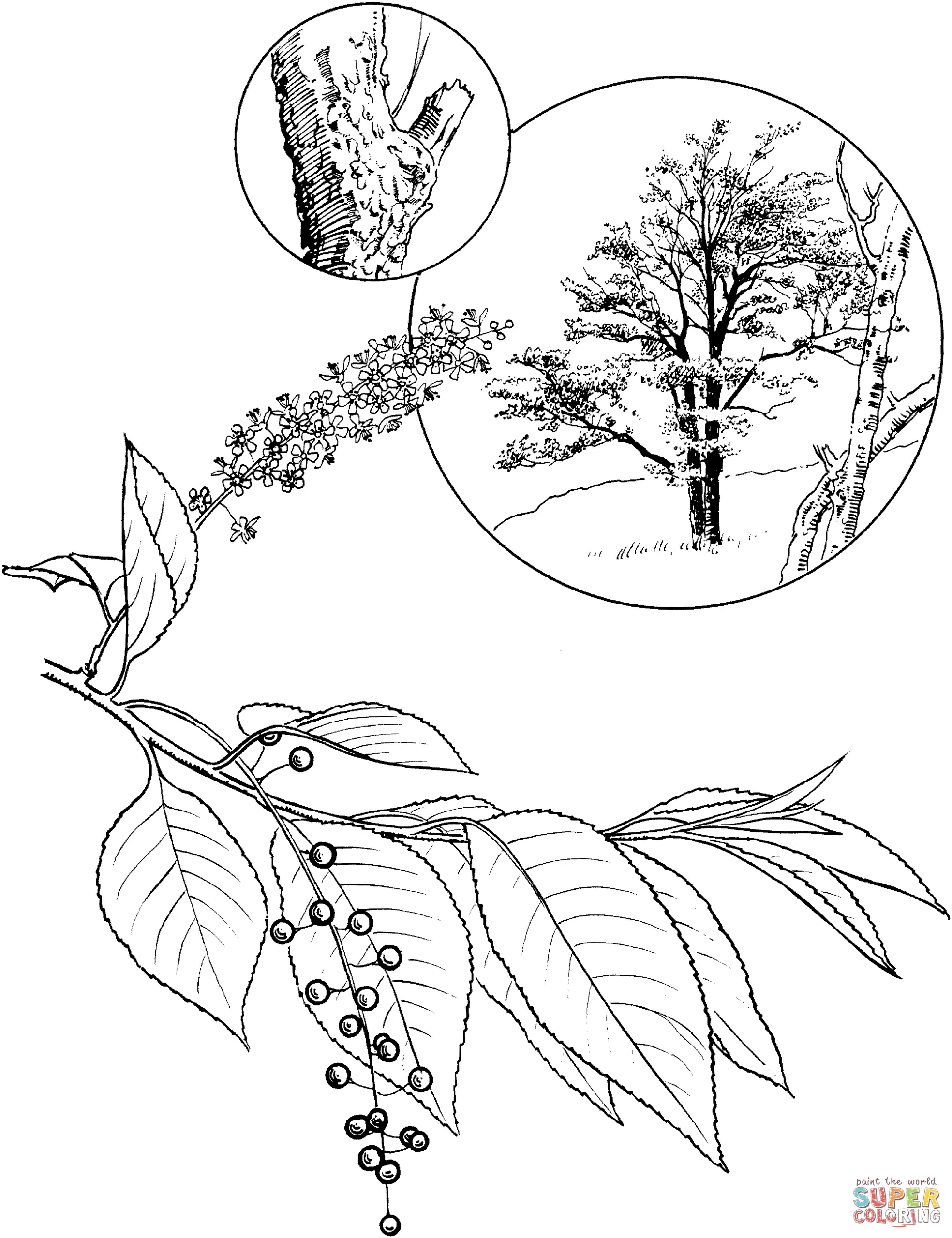 Cherry Tree Coloring Pages 15