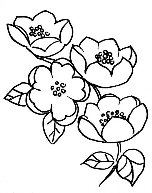 Cherry Tree Coloring Pages 23