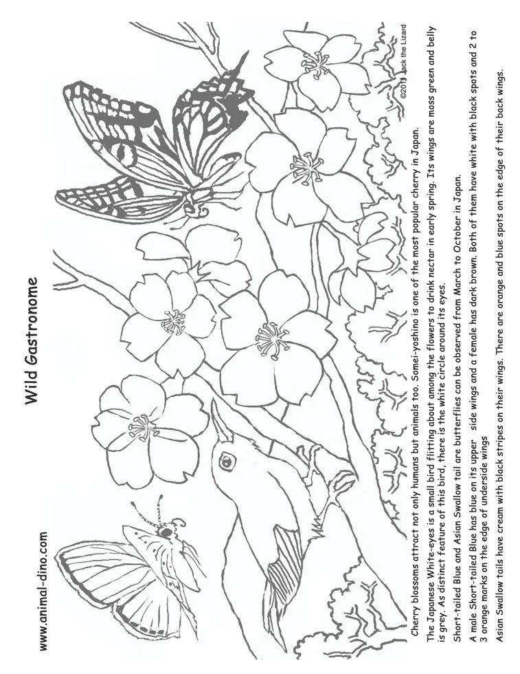 Cherry Tree Coloring Pages 28