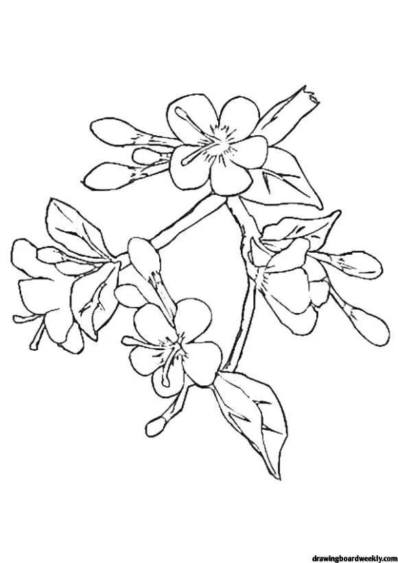 Cherry Tree Coloring Pages 31