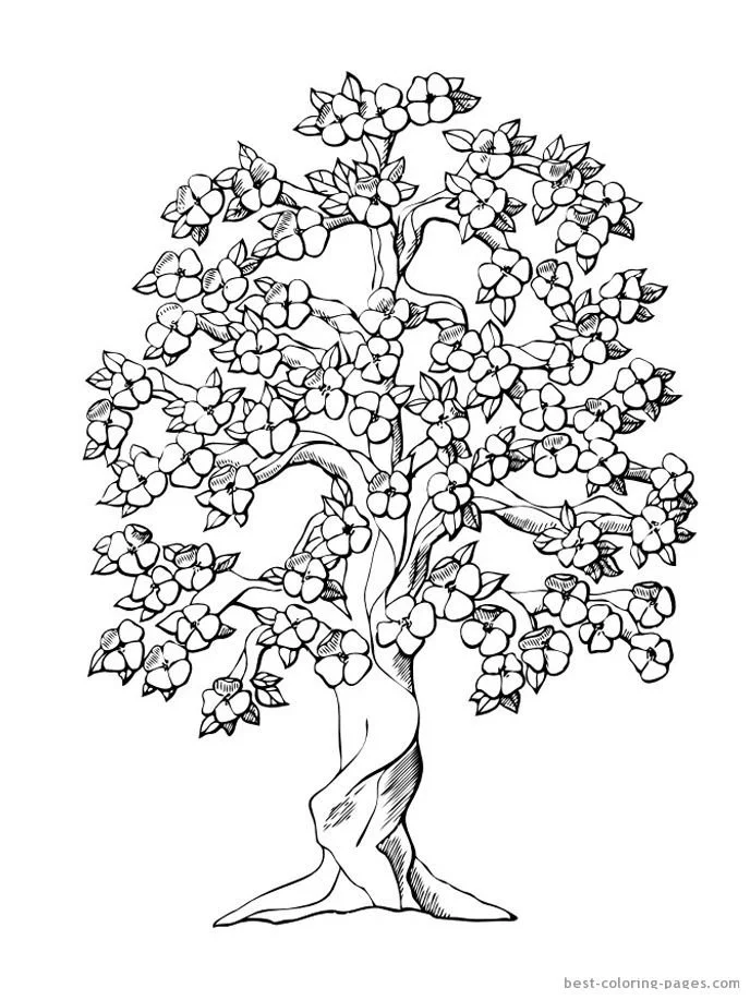 Cherry Tree Coloring Pages 5
