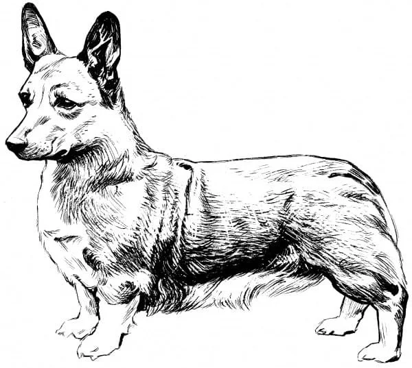 Corgi Coloring Pages 65