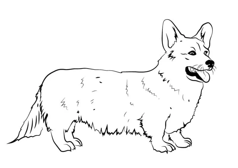 Corgi Coloring Pages 72
