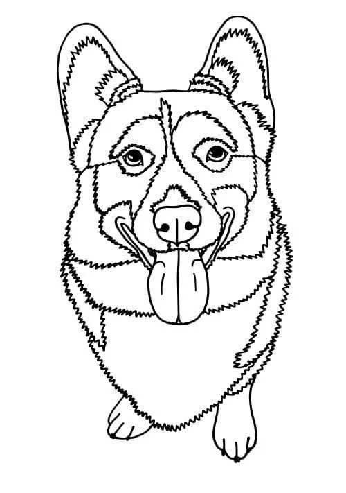 Corgi Coloring Pages 78