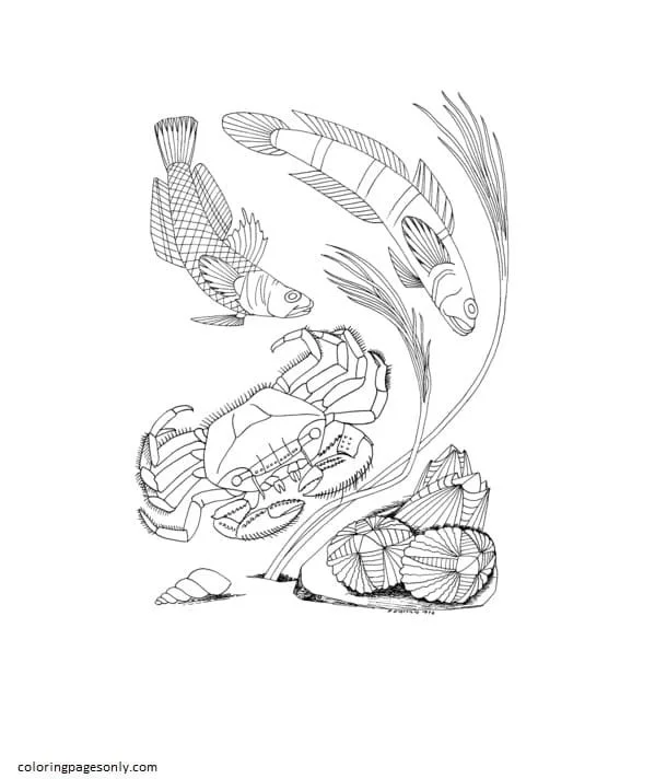 Desenhos de Caranguejo Para Colorir 43