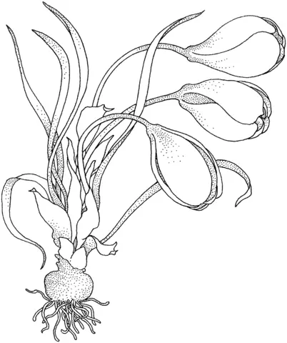 Crocuses Coloring Pages