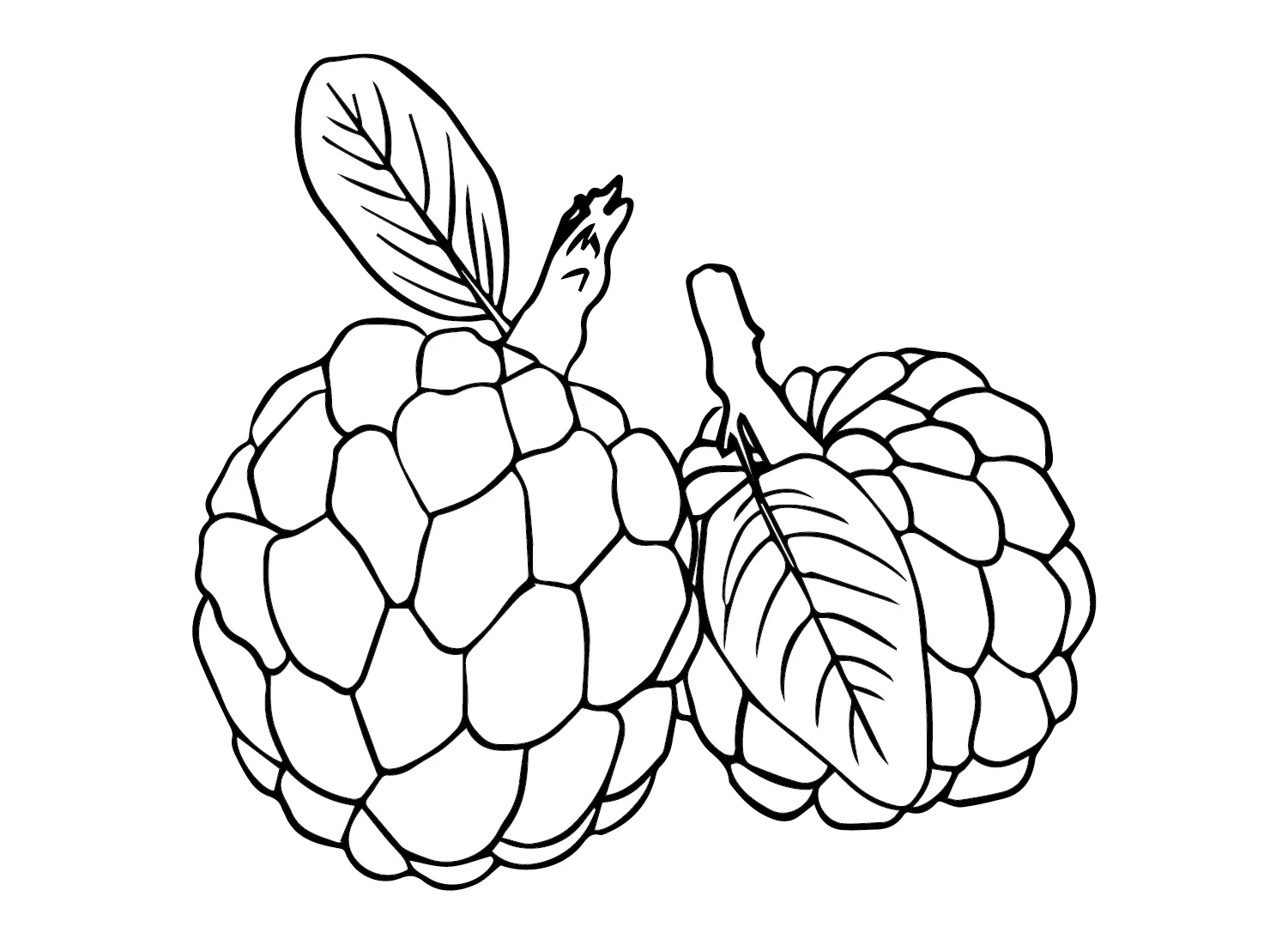 Custard Apple Ausmalbilder 11