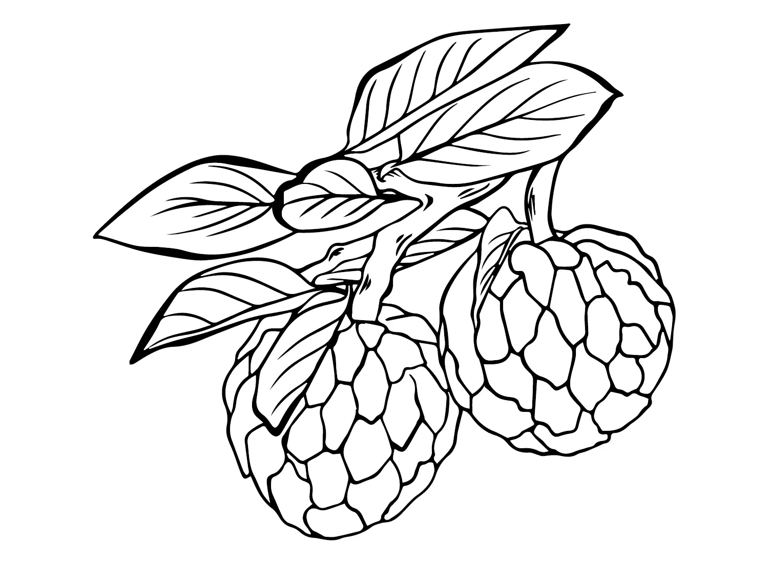 Custard Apple Ausmalbilder 15