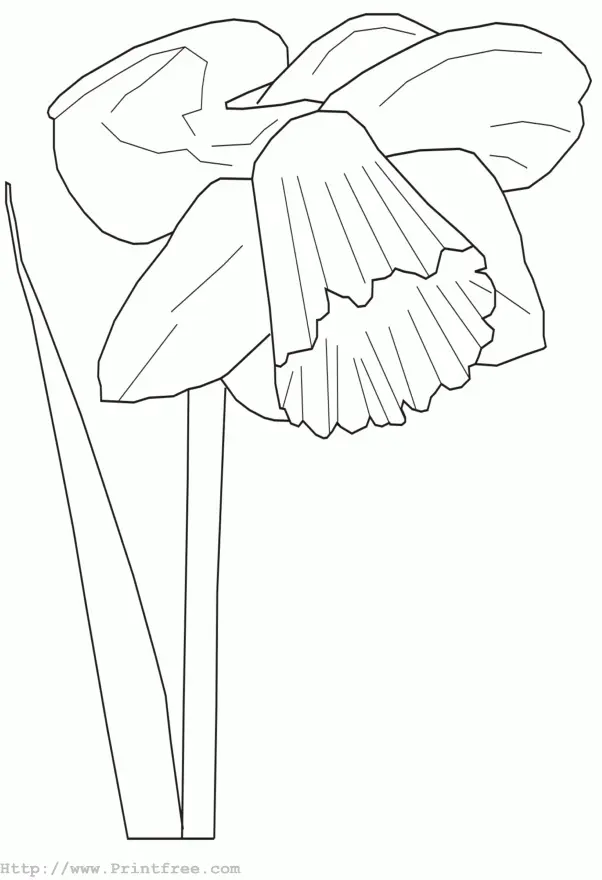 Narcisos Para Colorear 16