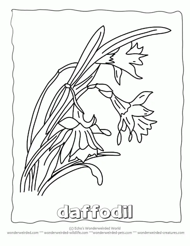 Narcisos Para Colorear 18