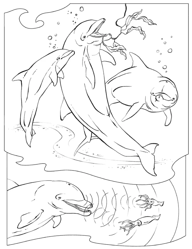Dolphin Coloring Pages 60