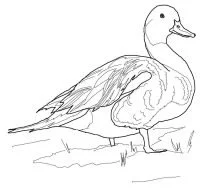 Ducks Coloring Pages 53