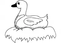 Ducks Coloring Pages 64