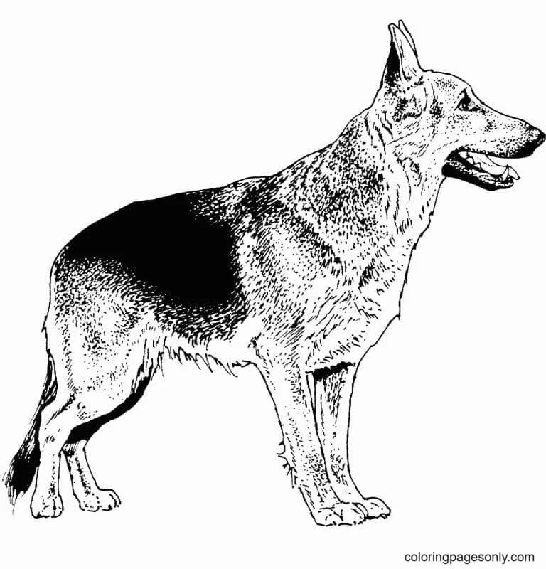 German Shepherd Coloring Pages 11