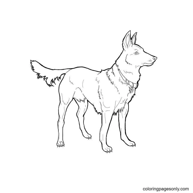 German Shepherd Coloring Pages 26