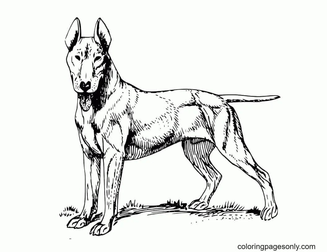 German Shepherd Coloring Pages 28