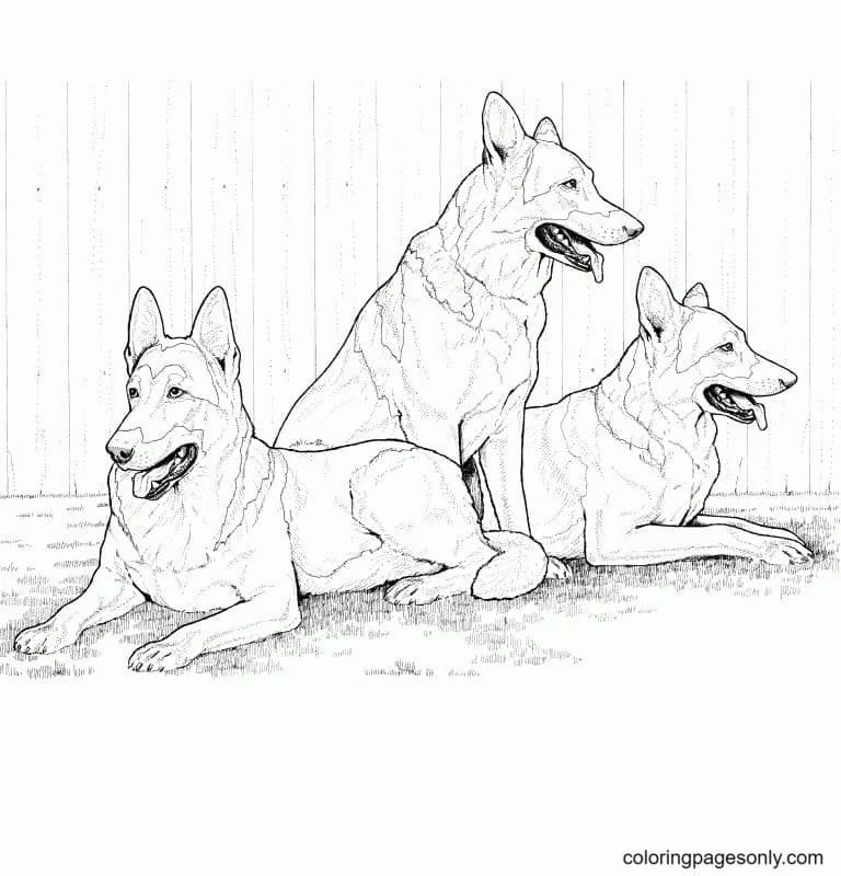 German Shepherd Coloring Pages 33