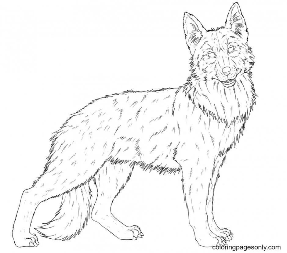 German Shepherd Coloring Pages 35