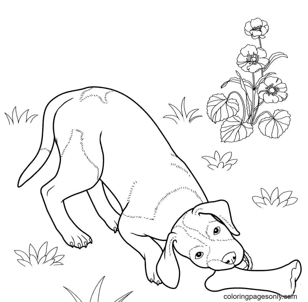 German Shepherd Coloring Pages 36