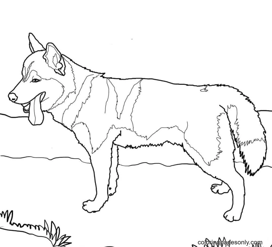 German Shepherd Coloring Pages 8