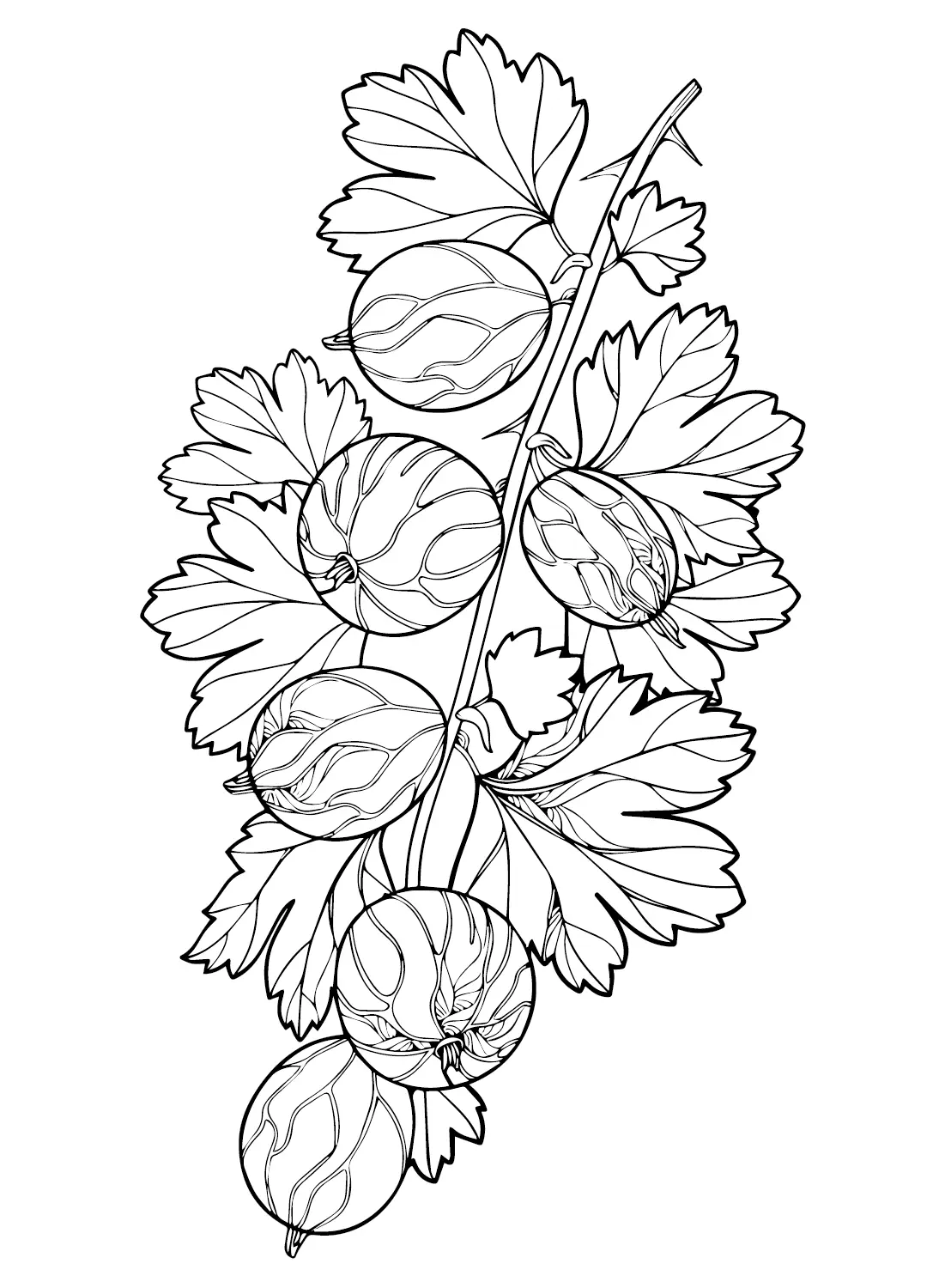 Gooseberry Coloring Pages 2