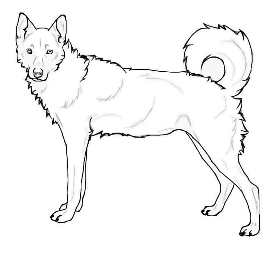 Husky Coloring Pages 51