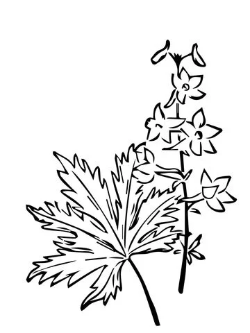 Larkspur Coloring Pages 6