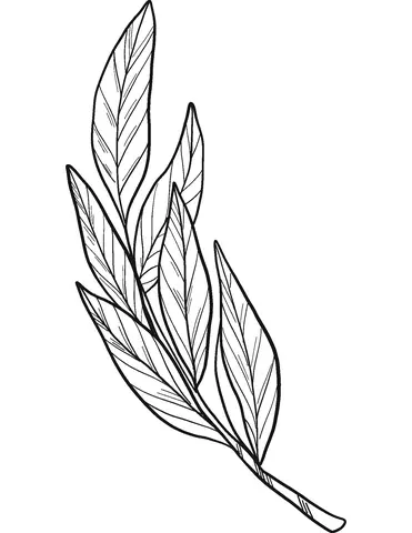 Desenhos de Louro Para Colorir 7