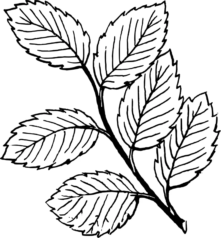 Leaf Coloring Pages 2