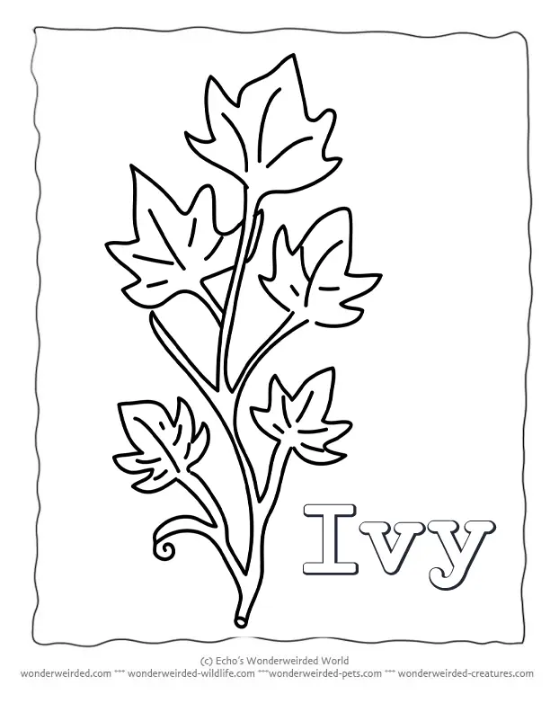 Leaf Coloring Pages 34