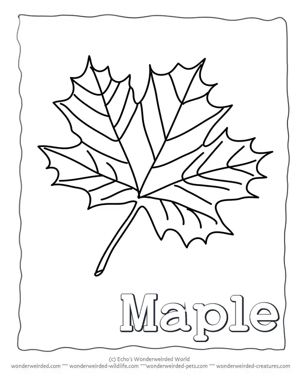 Leaf Coloring Pages 35