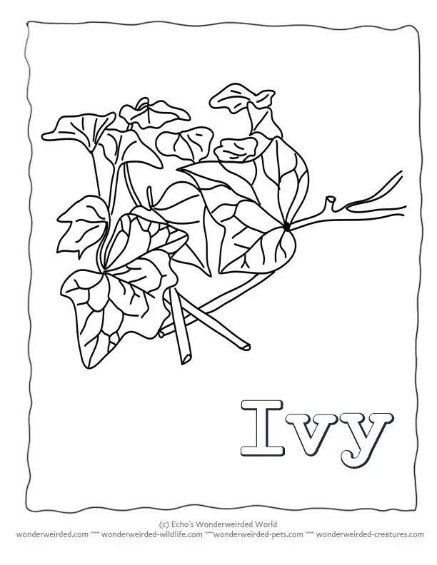 Leaf Coloring Pages 40