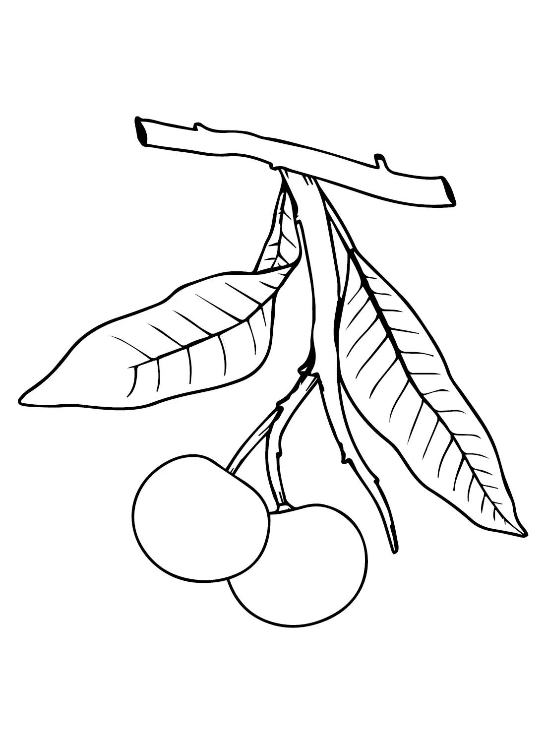 Longan Coloring Pages 11