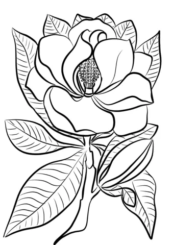 Magnolia Ausmalbilder 13